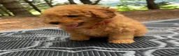 Miniature Poodle dogs for sale: Sammy - Ad 4