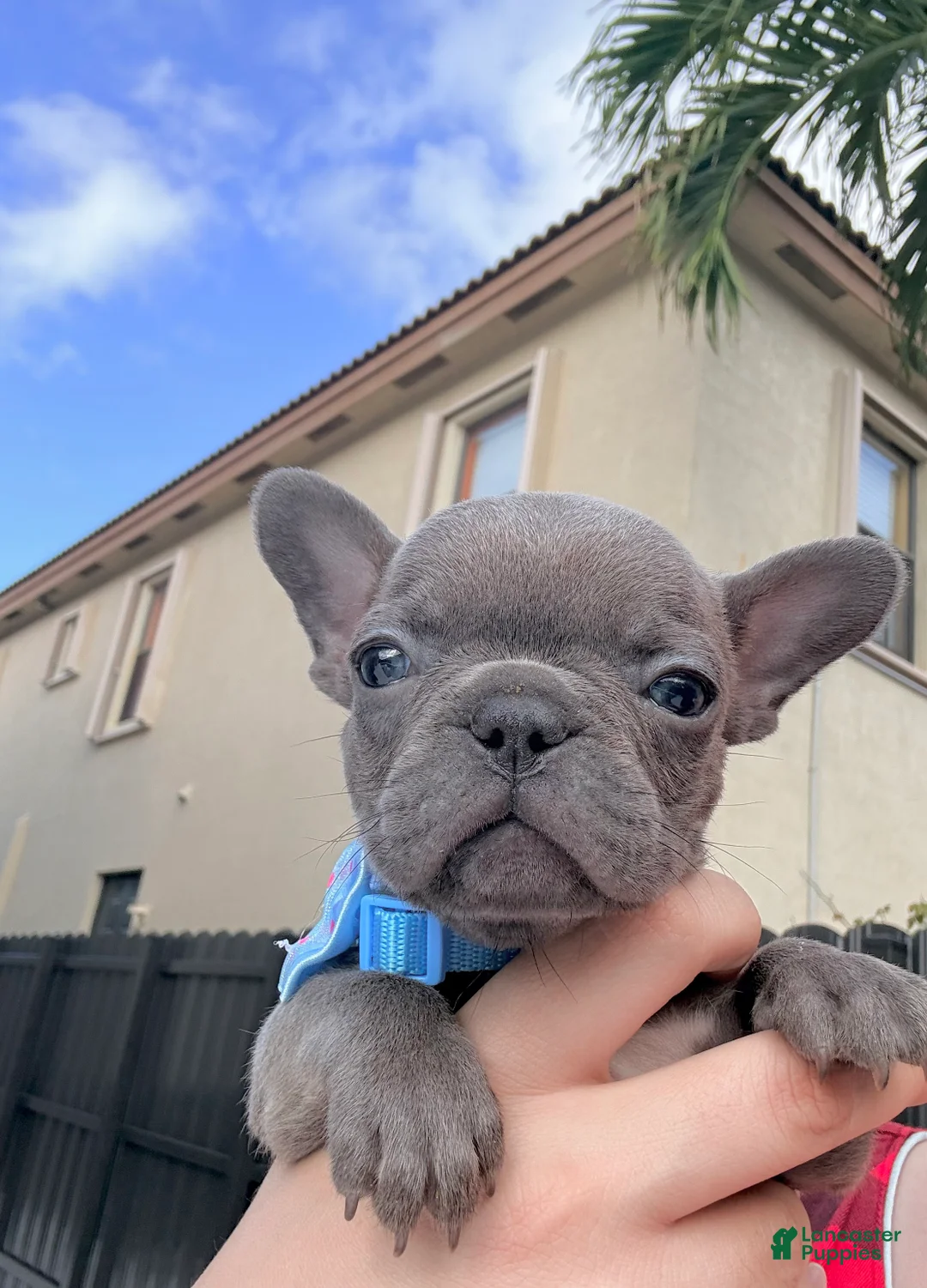 French Bulldog dogs for sale: Selene - Ad 1