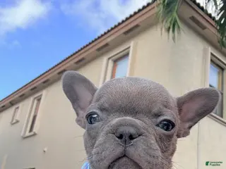 French Bulldog dogs Selene - Ad 11