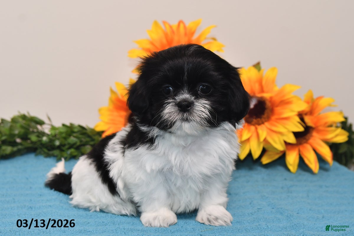 Shih Tzu dogs Ivy - Ad 2