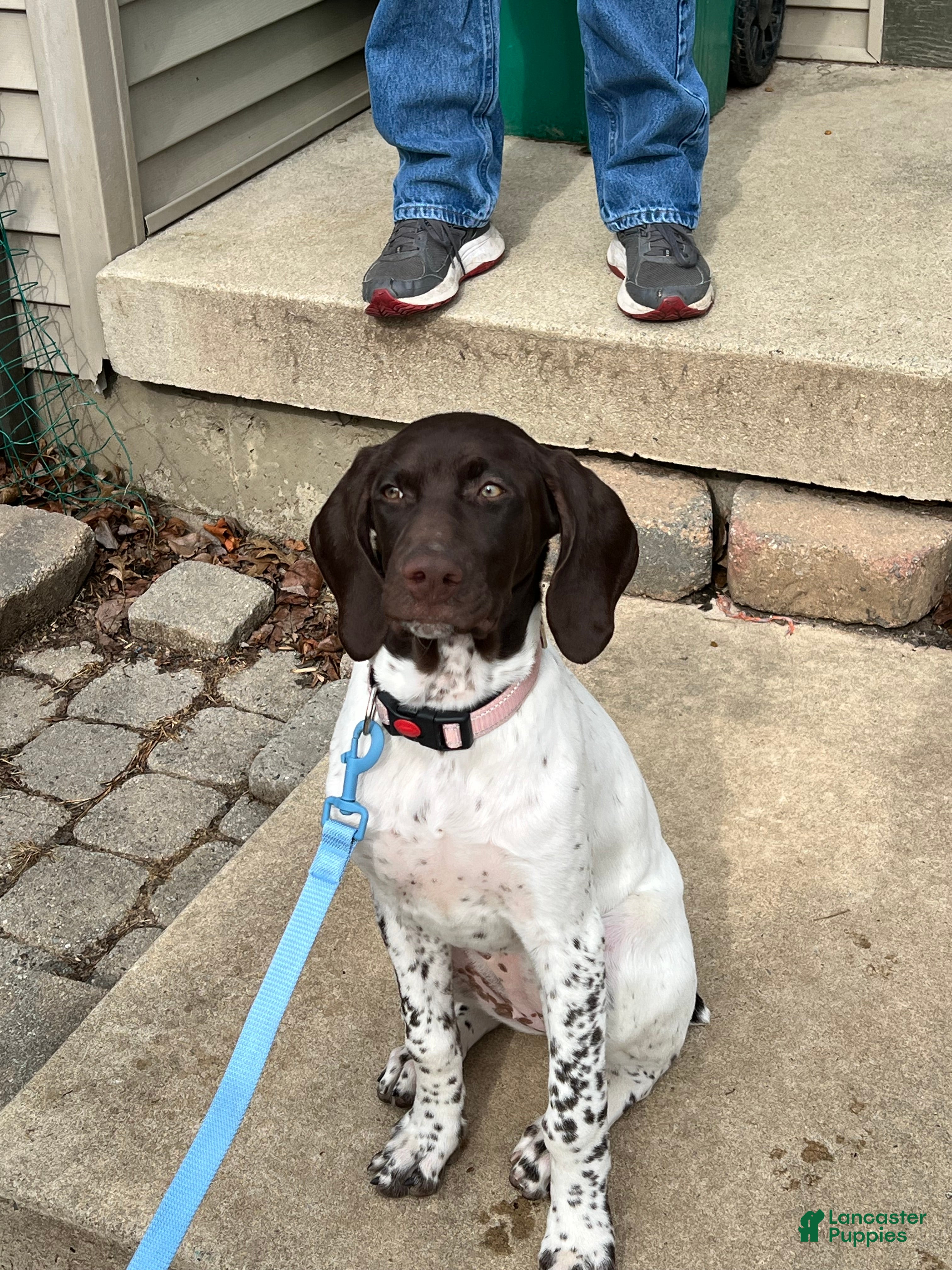 German Shorthaired Pointer dogs German Shorthaired Pointer Puppy 1 - Ad 1