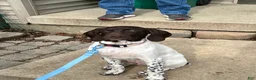 German Shorthaired Pointer dogs for sale: German Shorthaired Pointer Puppy 1 - Ad 1