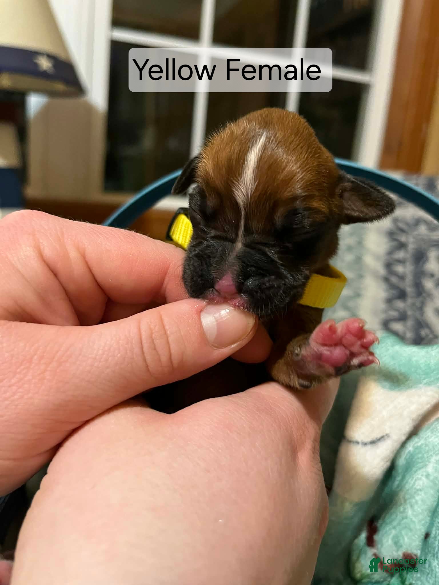 Boxer dogs Yellow Female - Ad 11