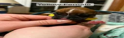 Boxer dogs for sale: Yellow Female - Ad 1