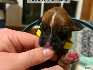 Boxer dogs Yellow Female - Ad 15