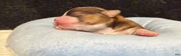Chihuahua dogs for sale: Chihuahua 2 - Ad 26