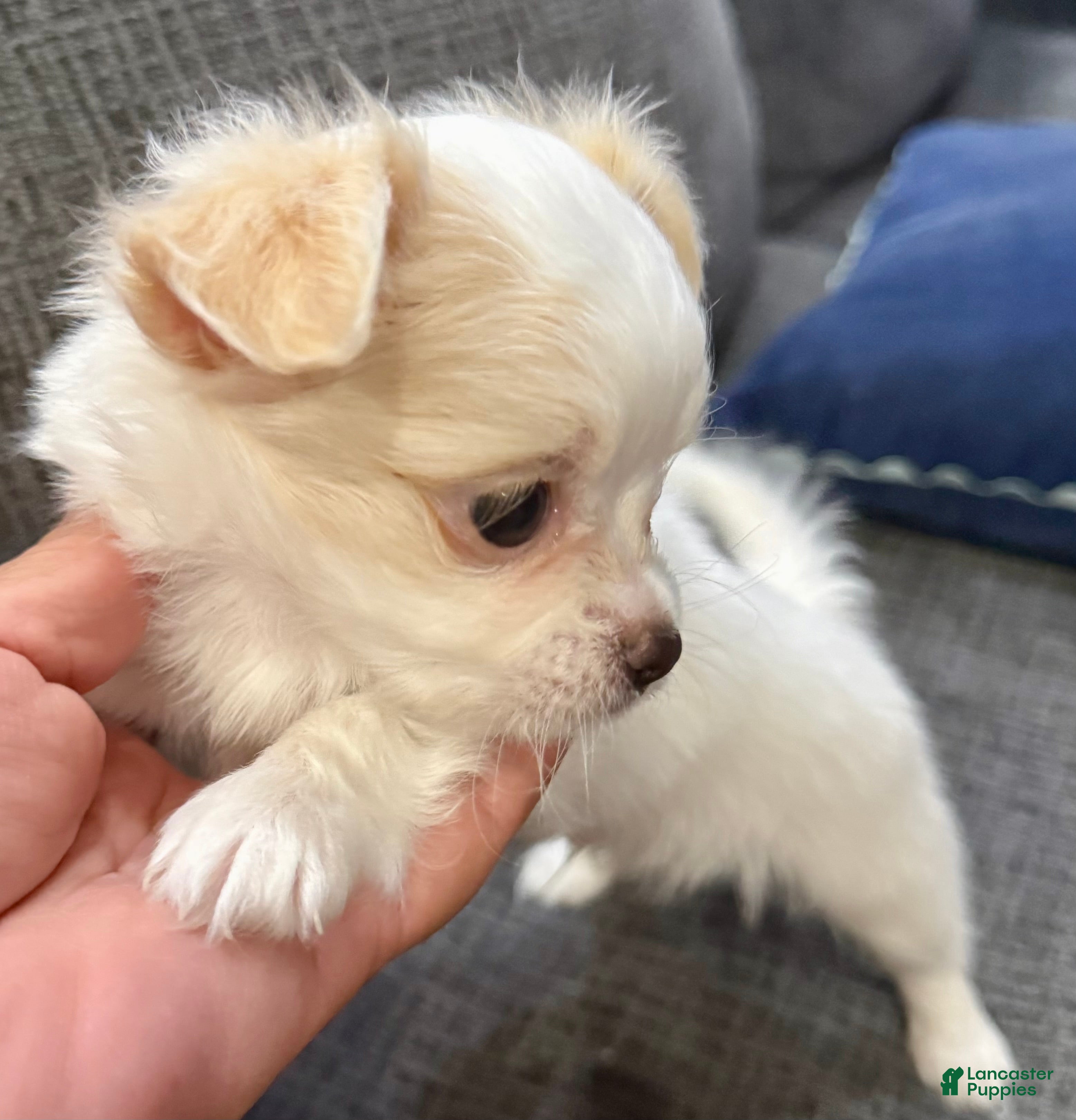 Chihuahua dogs for sale: Ice - Ad 3