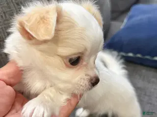 Chihuahua dogs for sale: Ice - Ad 3