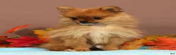 Pomeranian dogs for sale: Button - Ad 4