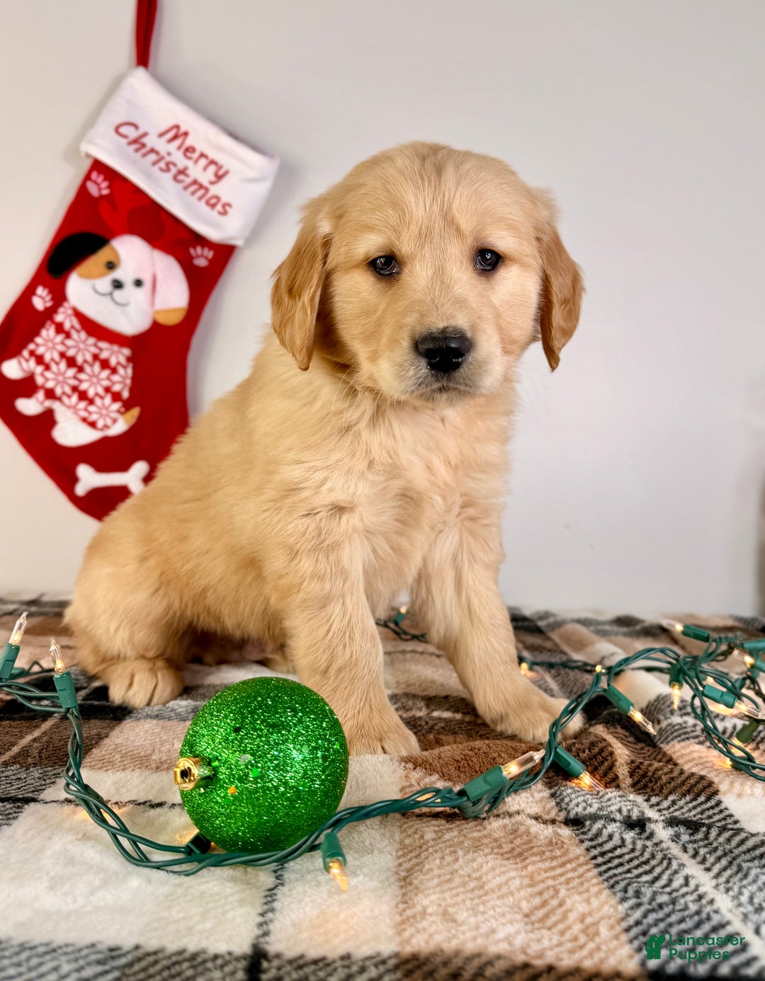Golden Retriever dogs for sale: AKC Gordie - Ad 5