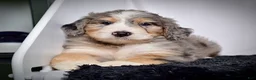 Bernedoodle dogs for sale: Ms. Holly - Ad 6