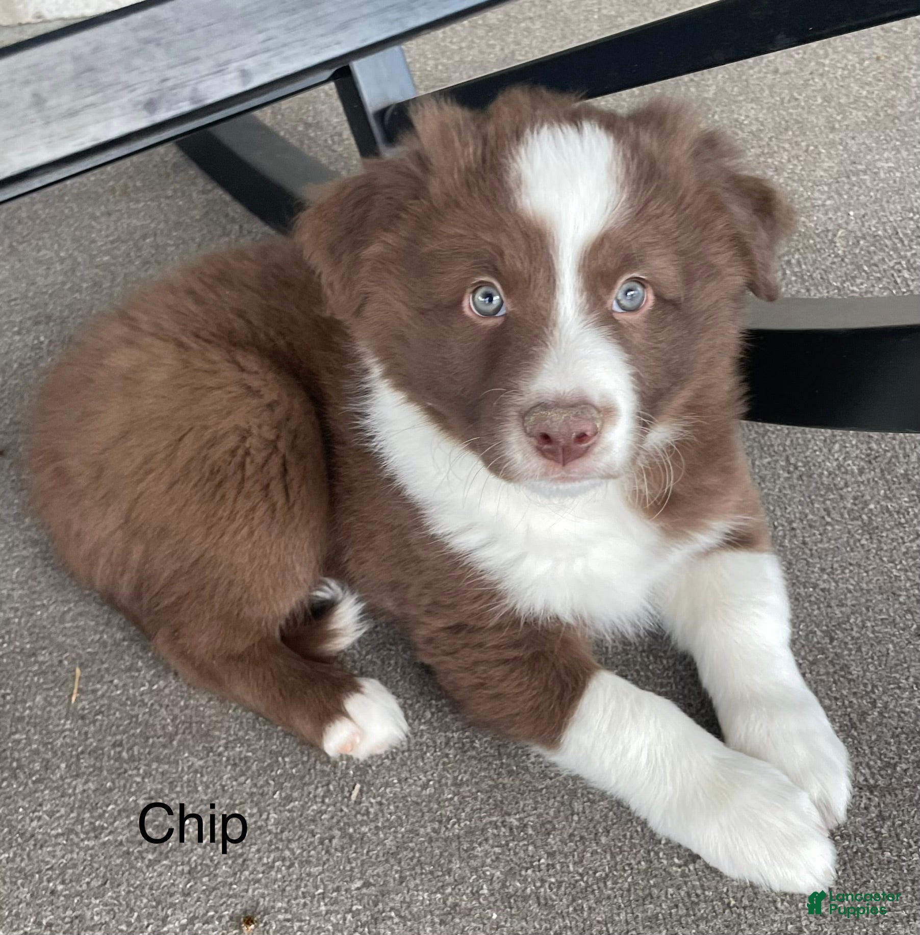 Border Collie dogs Border Collie Puppy 1 Chip - Ad 1