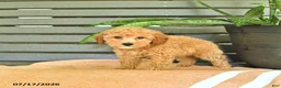 Miniature Poodle dogs for sale: Crena - Ad 4