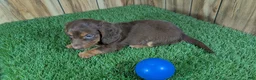 Miniature Dachshund dogs for sale: Cutie Boy 1 - Ad 5