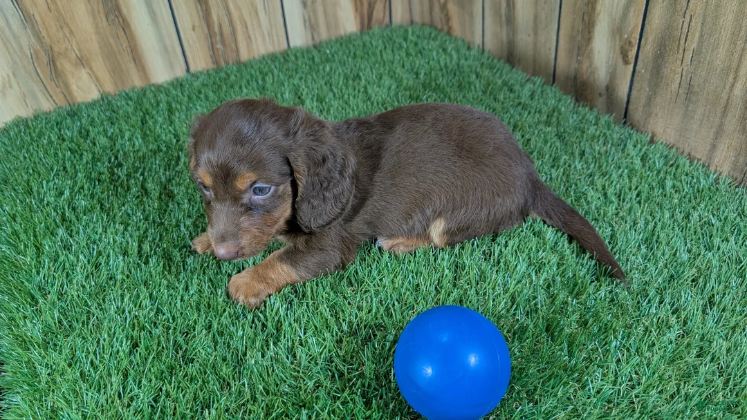Miniature Dachshund dogs for sale: Cutie Boy 1 - Ad 5