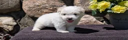 Havanese dogs for sale: Tyson - Ad 2