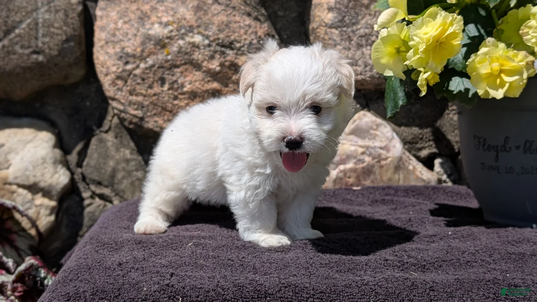 Havanese dogs for sale: Tyson - Ad 2
