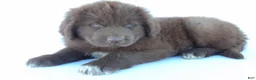 Newfoundland dogs for sale: Jane - Ad 6