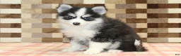 Pomsky dogs for sale: Boots - Ad 4