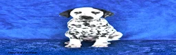 Dalmatian dogs for sale: Blaze - Ad 1