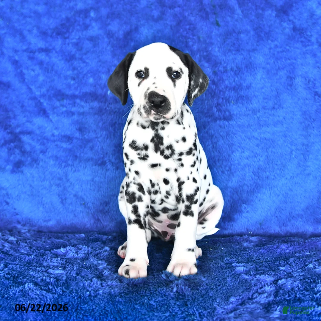Dalmatian dogs for sale: Blaze - Ad 1