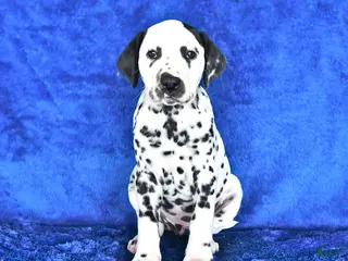 Dalmatian dogs for sale: Blaze - Ad 3