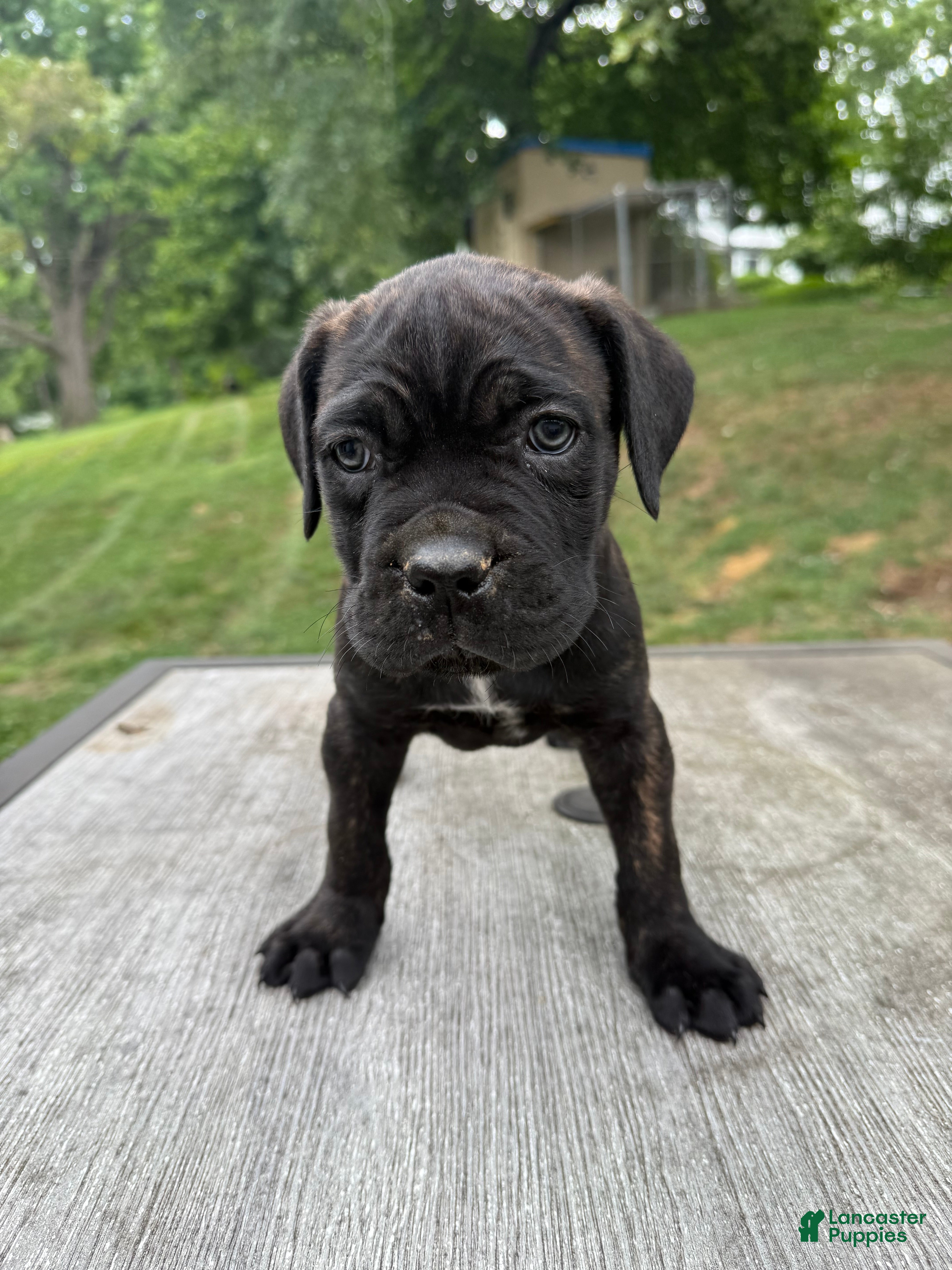 Cane Corso dogs White collar - Ad 2