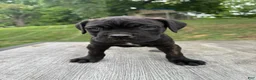 Cane Corso dogs for sale: White collar - Ad 2