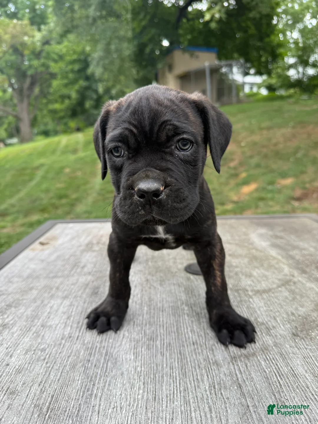Cane Corso dogs for sale: White collar - Ad 2