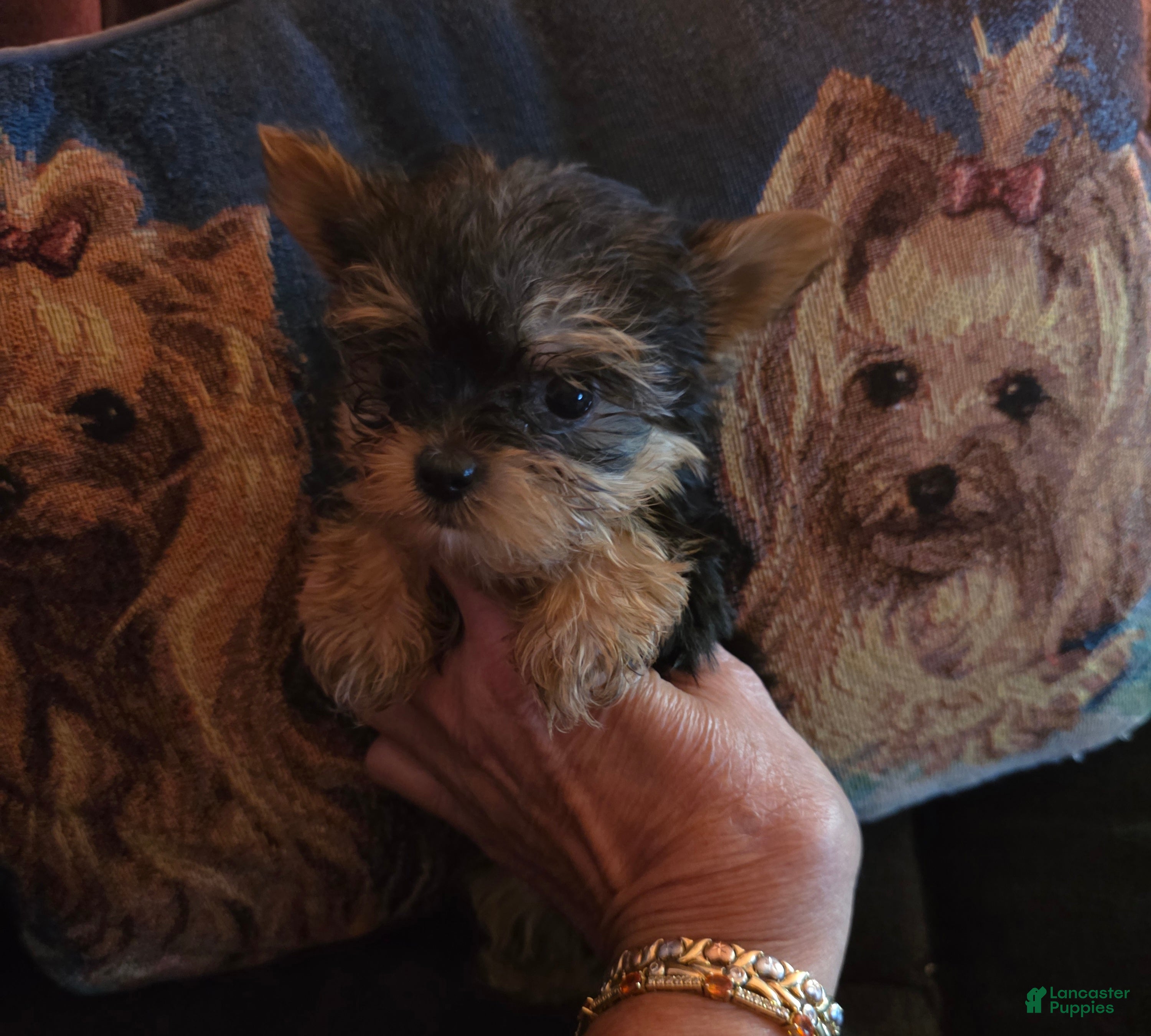 Yorkshire Terrier dogs AKC NUGGET (Teacup) - Ad 2