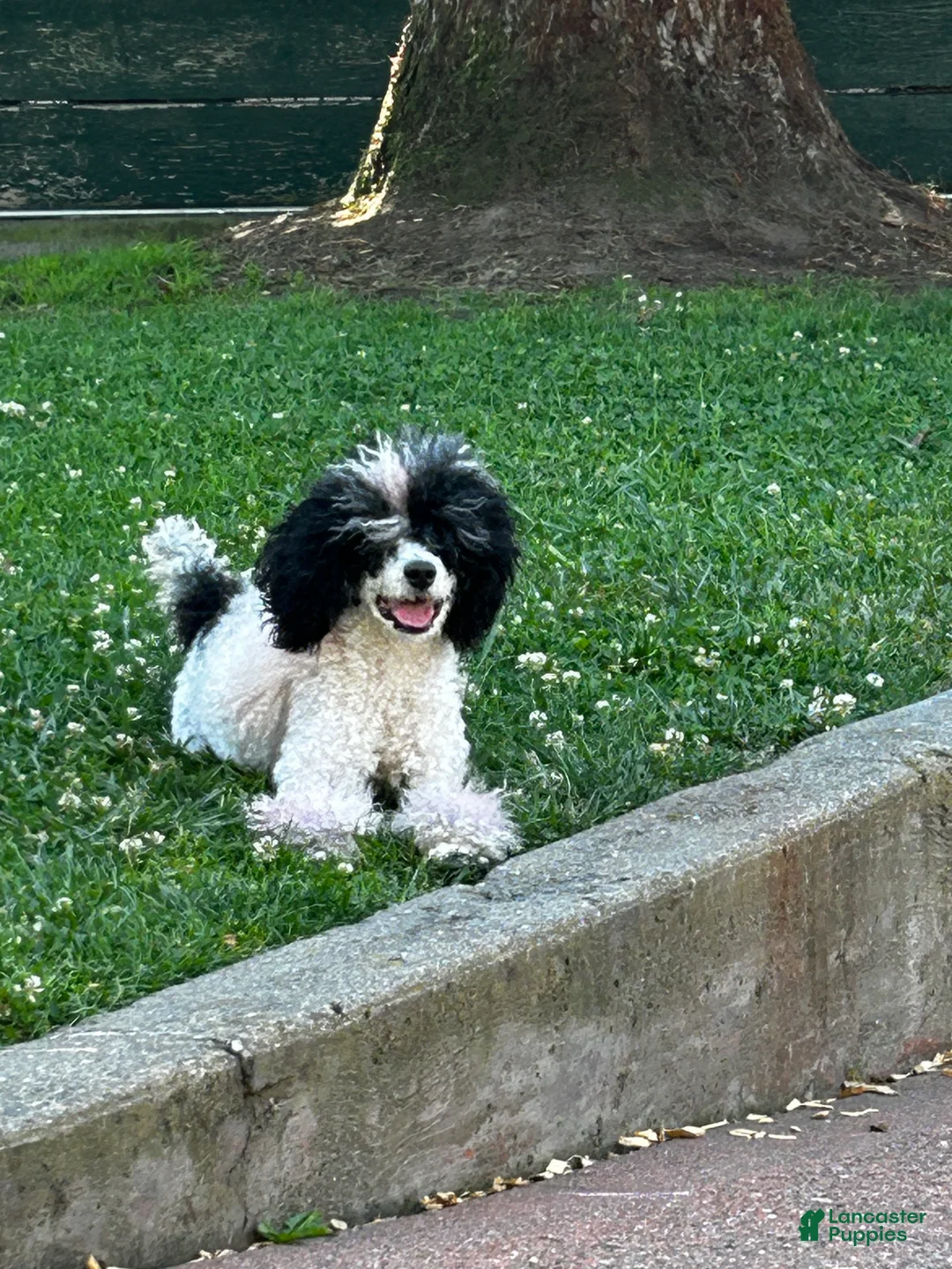 Miniature Poodle dogs for sale: Miniature Poodle Puppy 5 - Ad 7