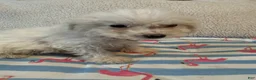 Bichon Frise dogs for sale: Bichon Frise red - Ad 4