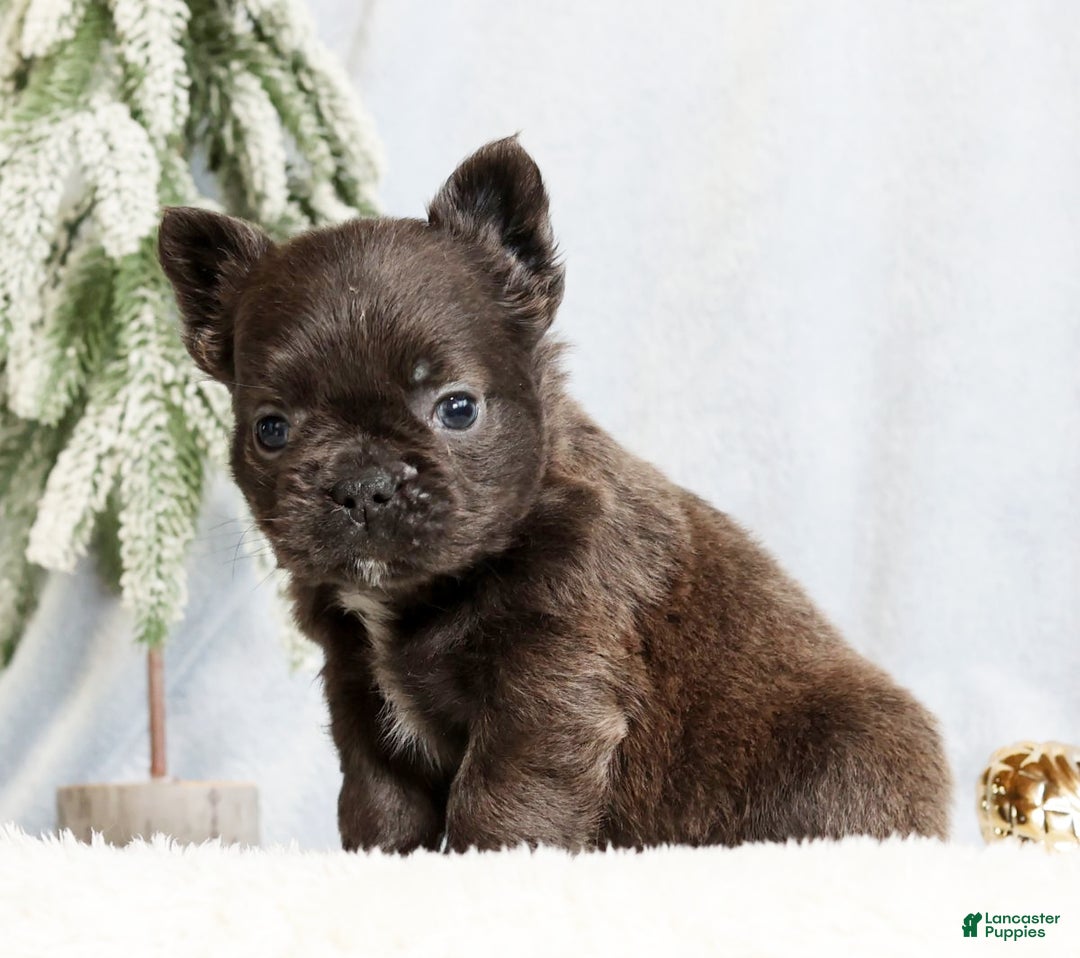 French Bulldog dogs for sale: Hank - Ad 3