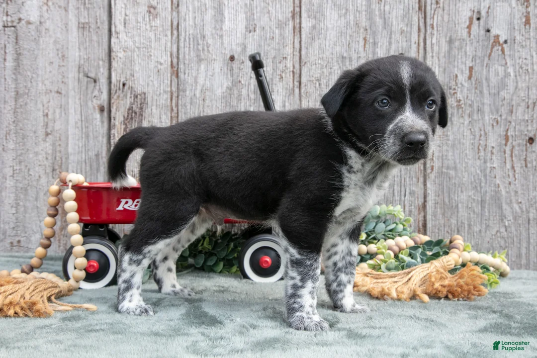 Mixed Breed dogs for sale: Stewie - Ad 3