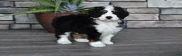 Mini Bernedoodle dogs for sale: Jester - Ad 12