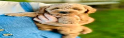 Mini Goldendoodle dogs for sale: Maisie - Ad 8