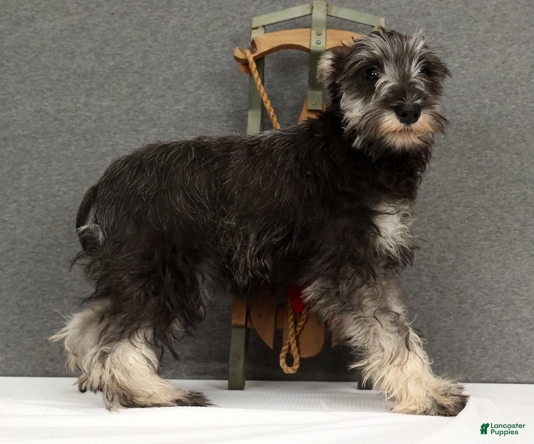 Miniature Schnauzer dogs for sale: Adele - Ad 5