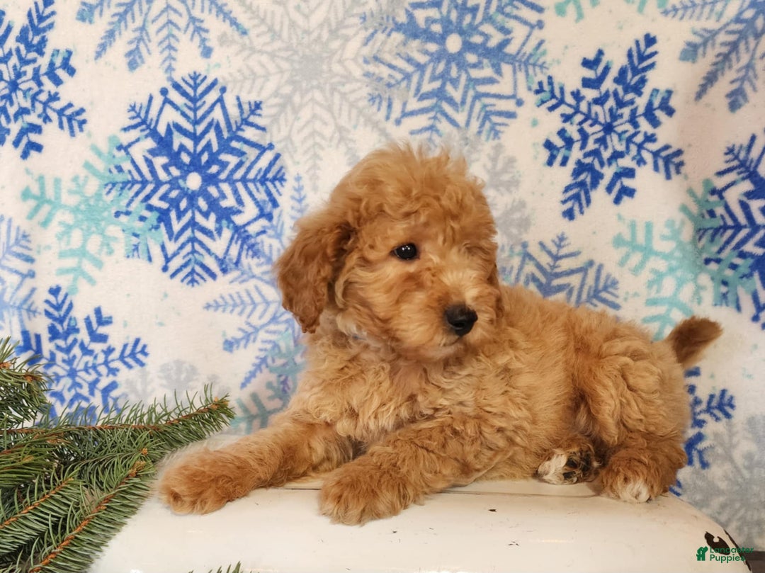Mini Goldendoodle dogs for sale: Dover - Ad 20