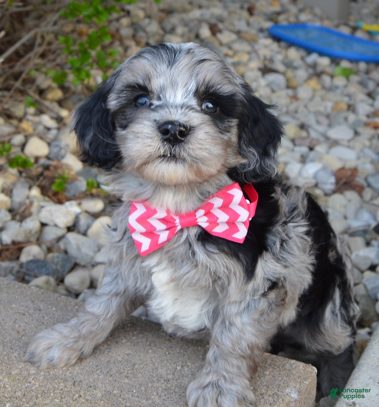 Mini Bernedoodle dogs Mini Bailey - Ad 2