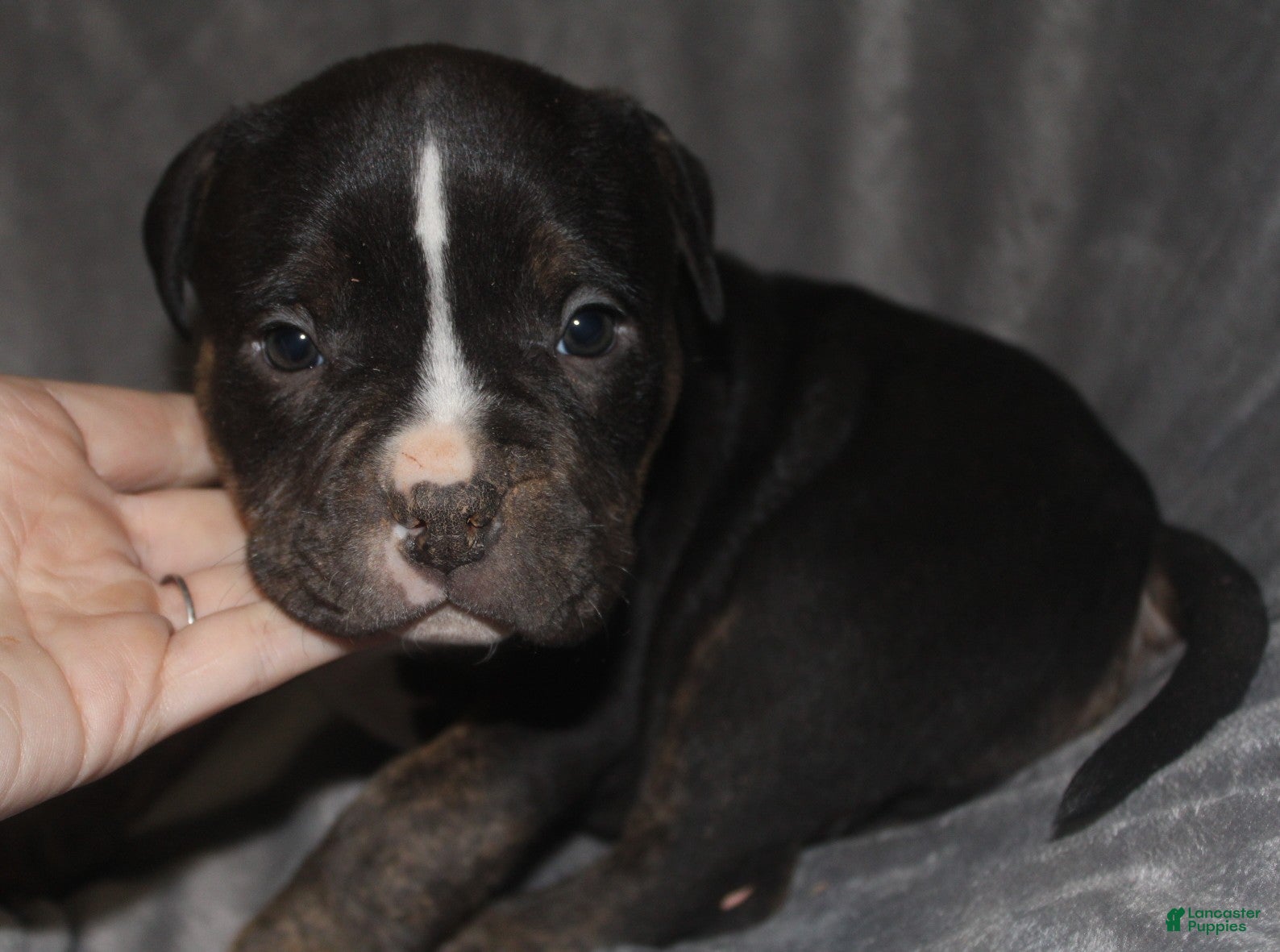 American Bully dogs Spunk - Ad 38