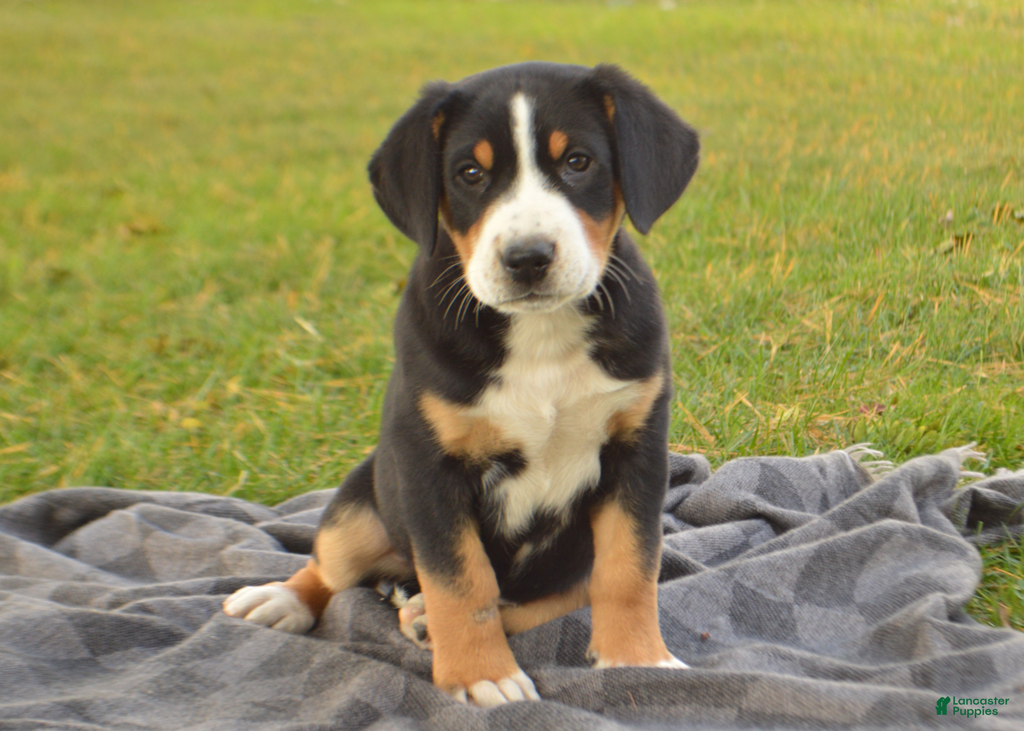 Greater Swiss Mountain Dog dogs Grace - Ad 1