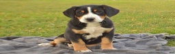 Greater Swiss Mountain Dog dogs for sale: Grace - Ad 1