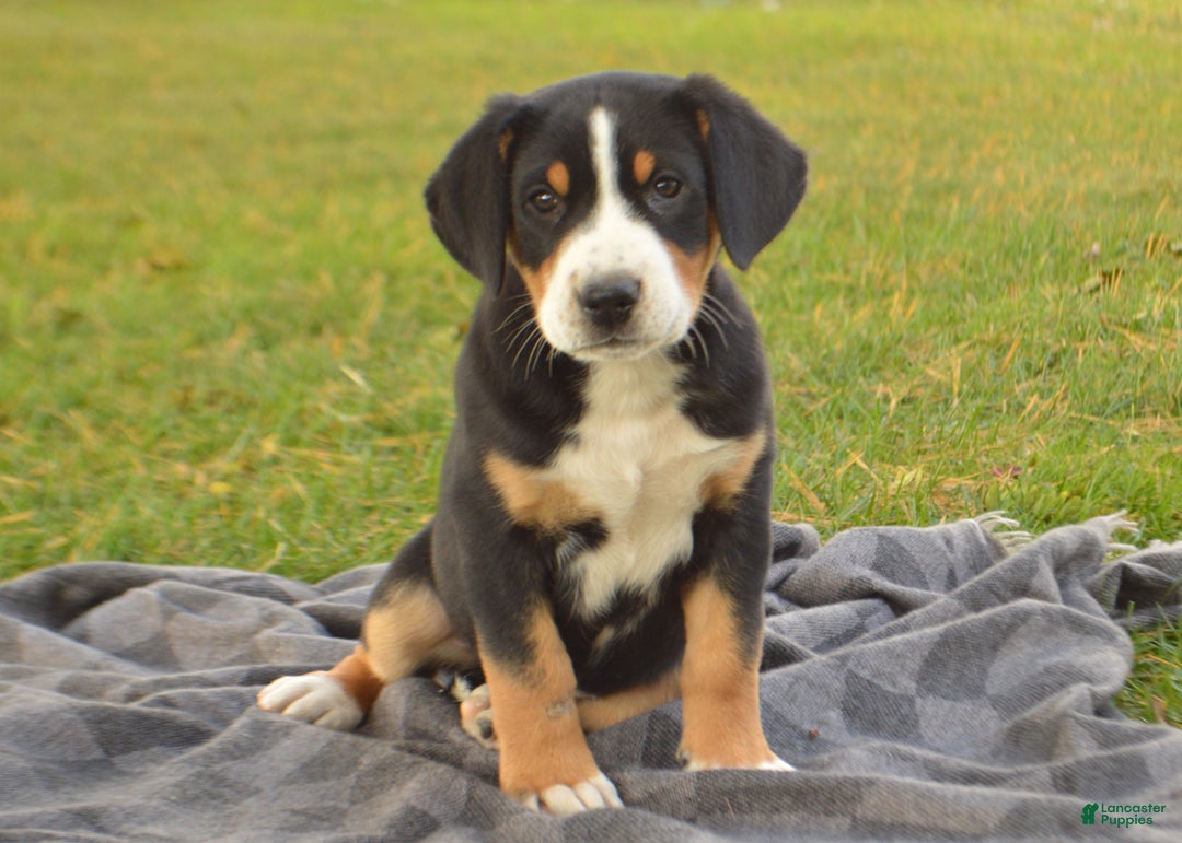 Greater Swiss Mountain Dog dogs for sale: Grace - Ad 1