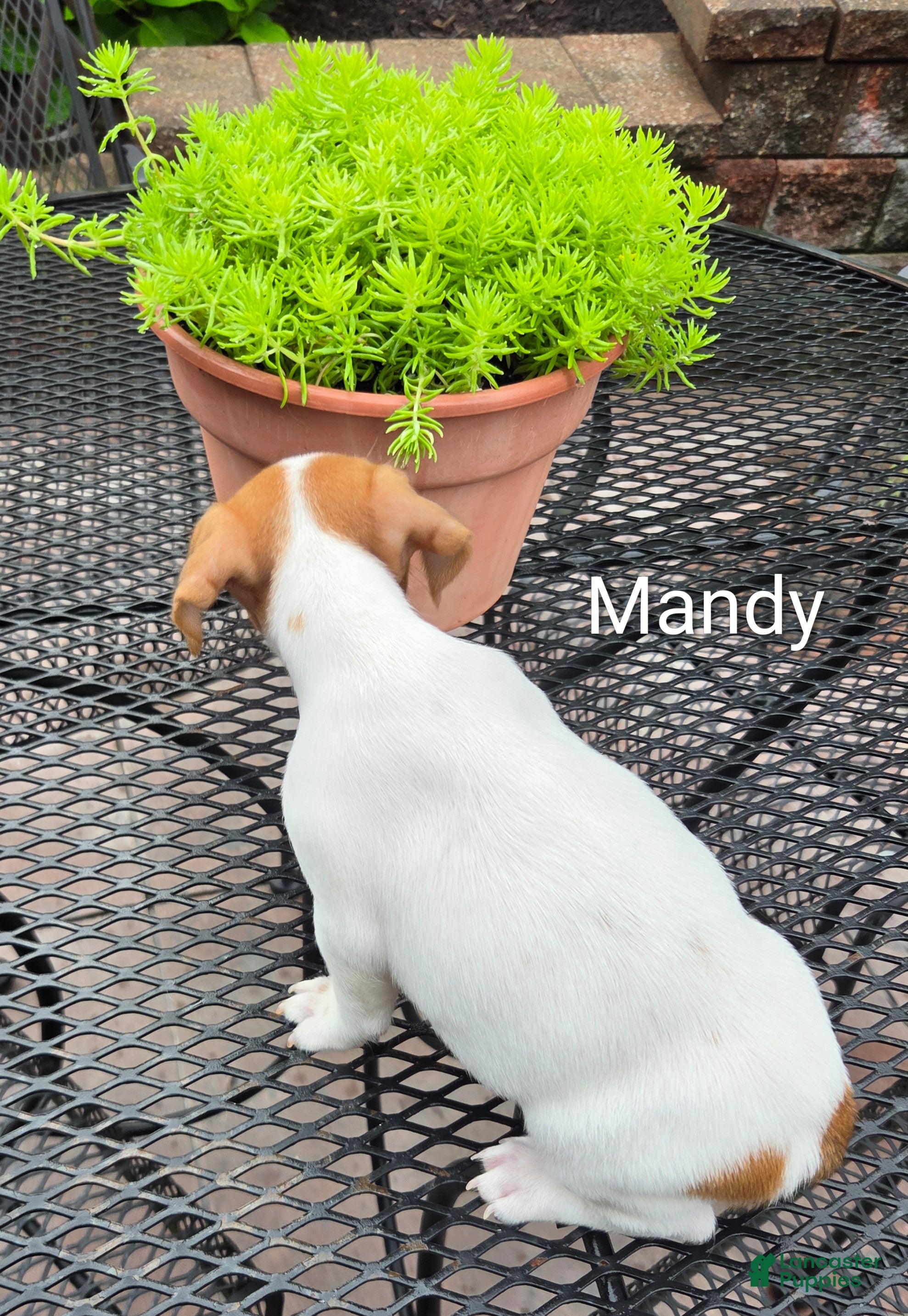 Jack Russell Terrier dogs Jack Russell Terrier 2 - Ad 2