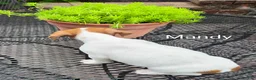 Jack Russell Terrier dogs for sale: Jack Russell Terrier 2 - Ad 2
