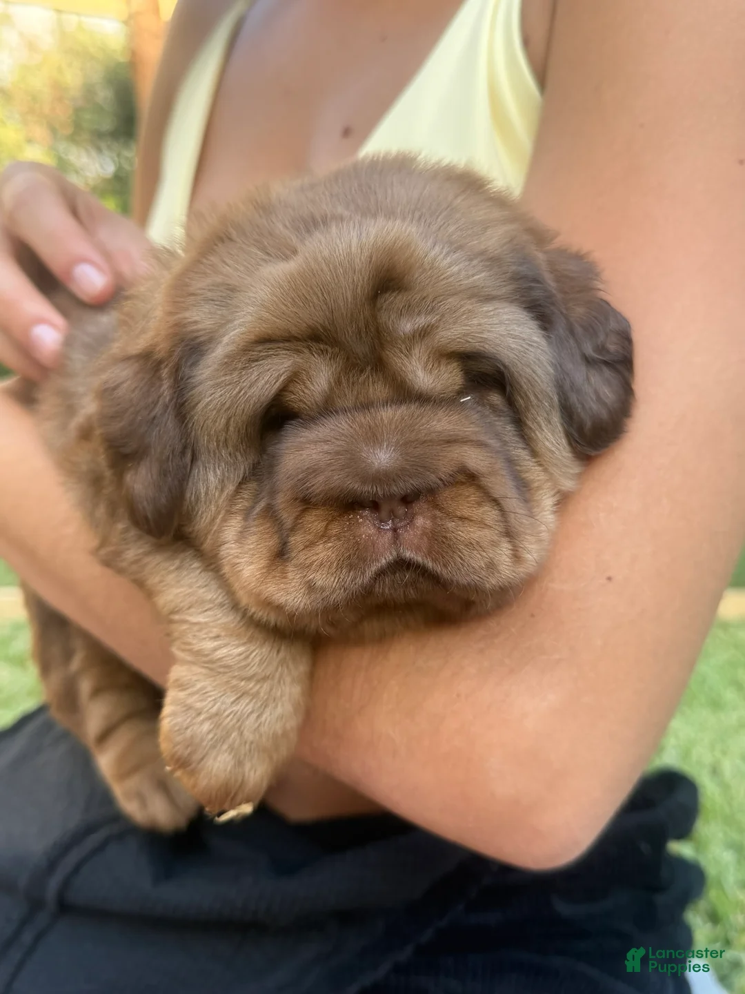 Mini Hippo dogs for sale: Mini Hippo Puppy - Alfie - Ad 2