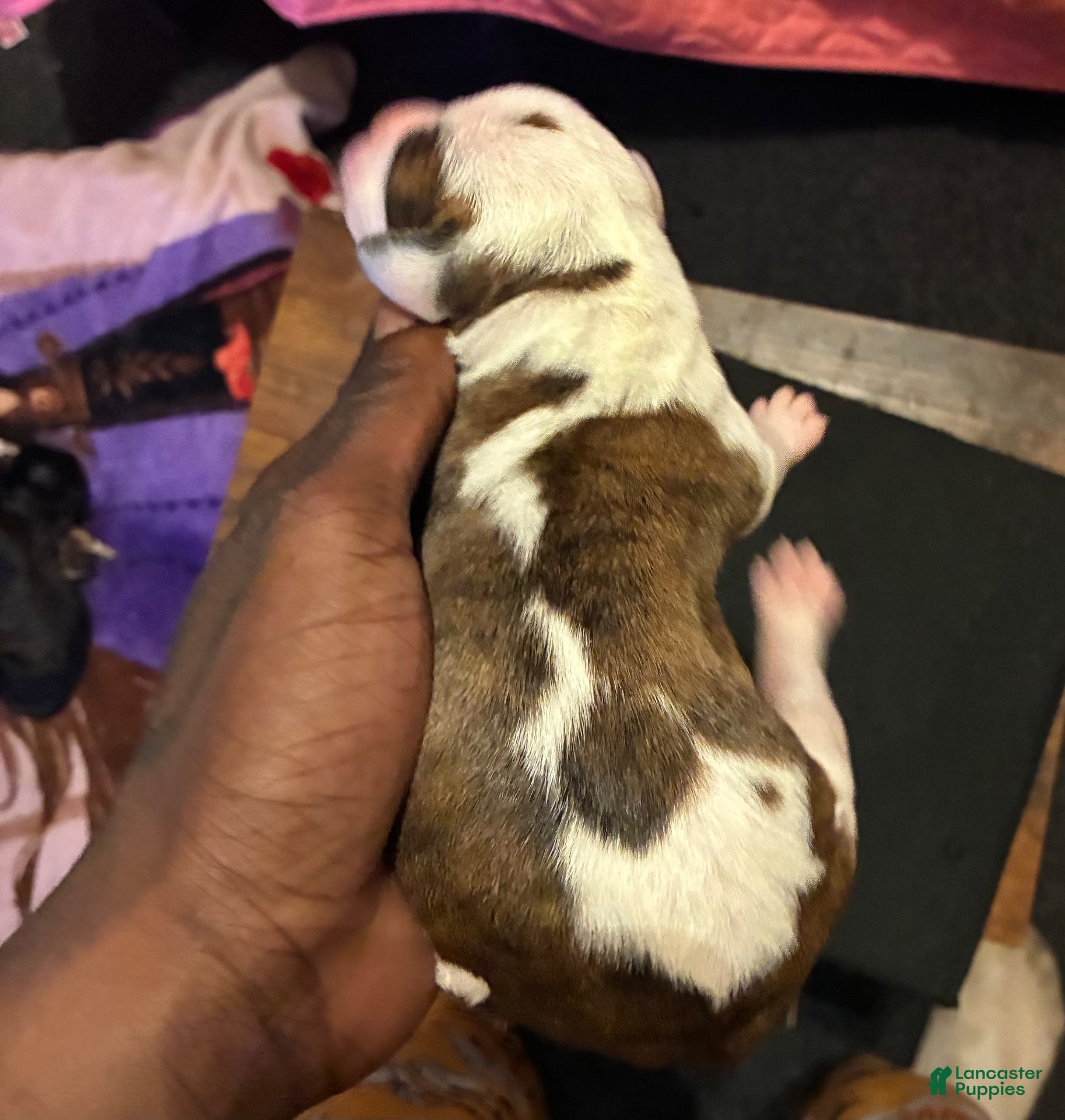 Mixed Breed dogs for sale: Mixed Breed 4 - Ad 2
