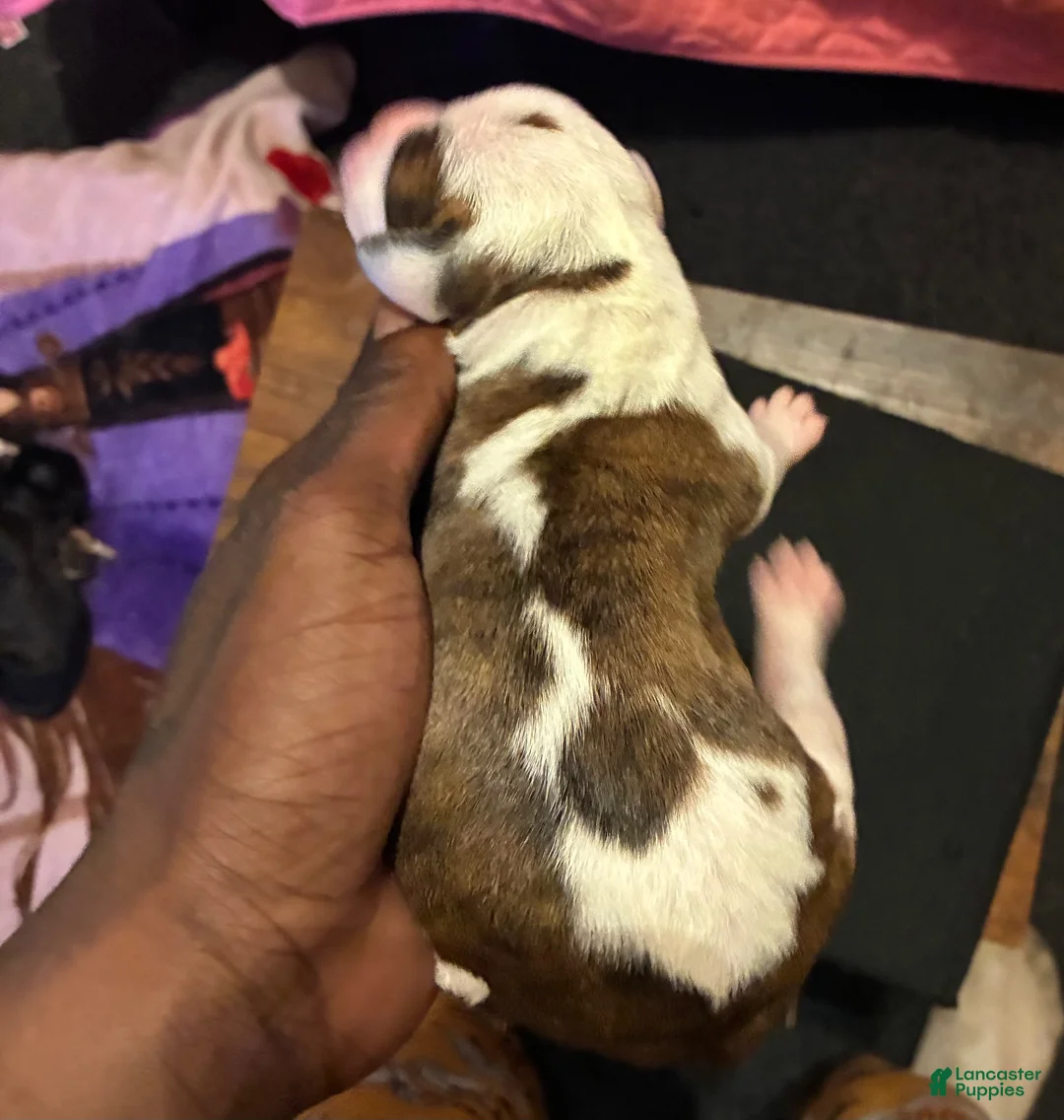Mixed Breed dogs for sale: Mixed Breed 4 - Ad 1