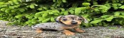 Dachshund dogs for sale: Evie - Ad 1
