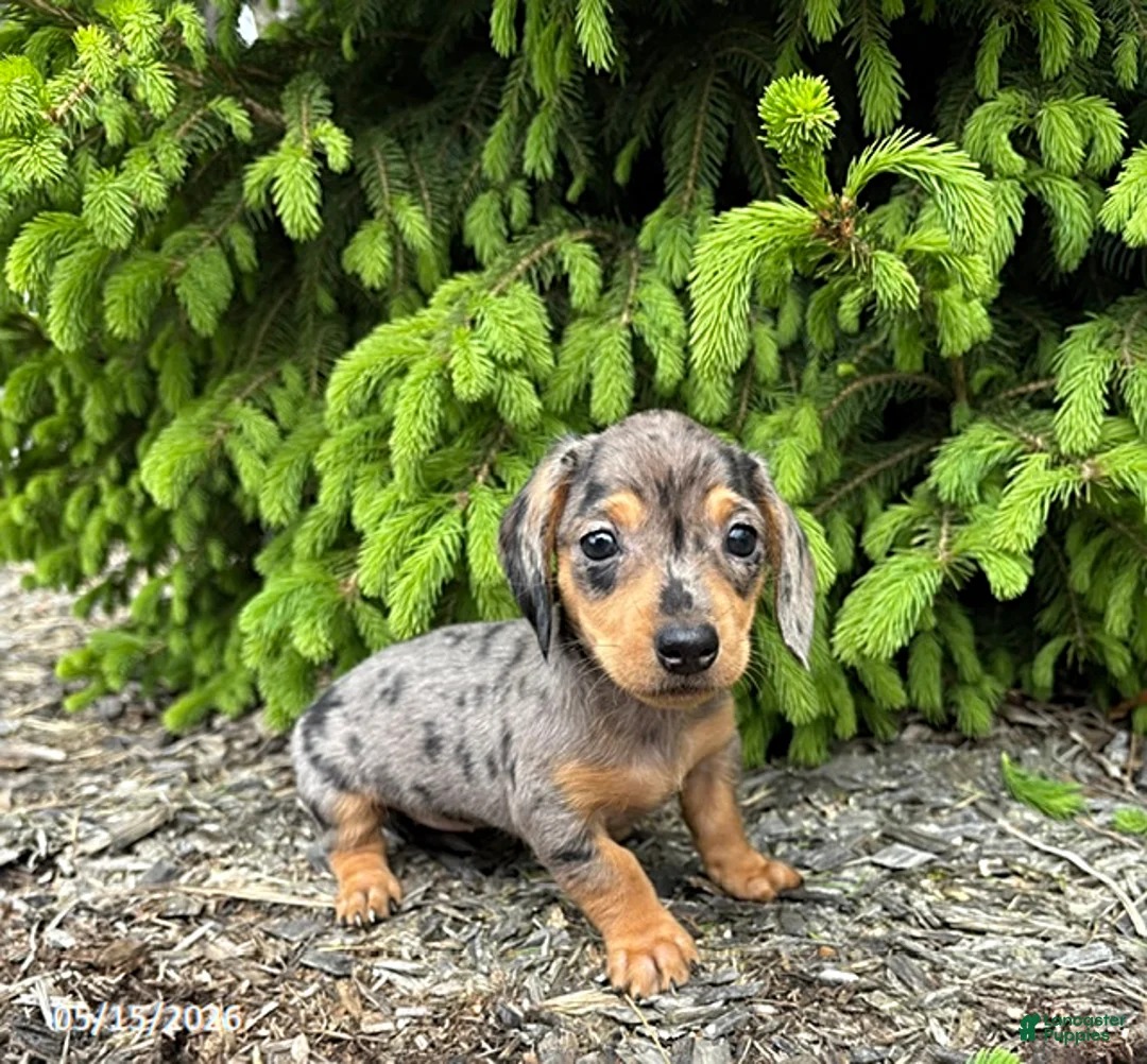 Dachshund dogs for sale: Evie - Ad 1